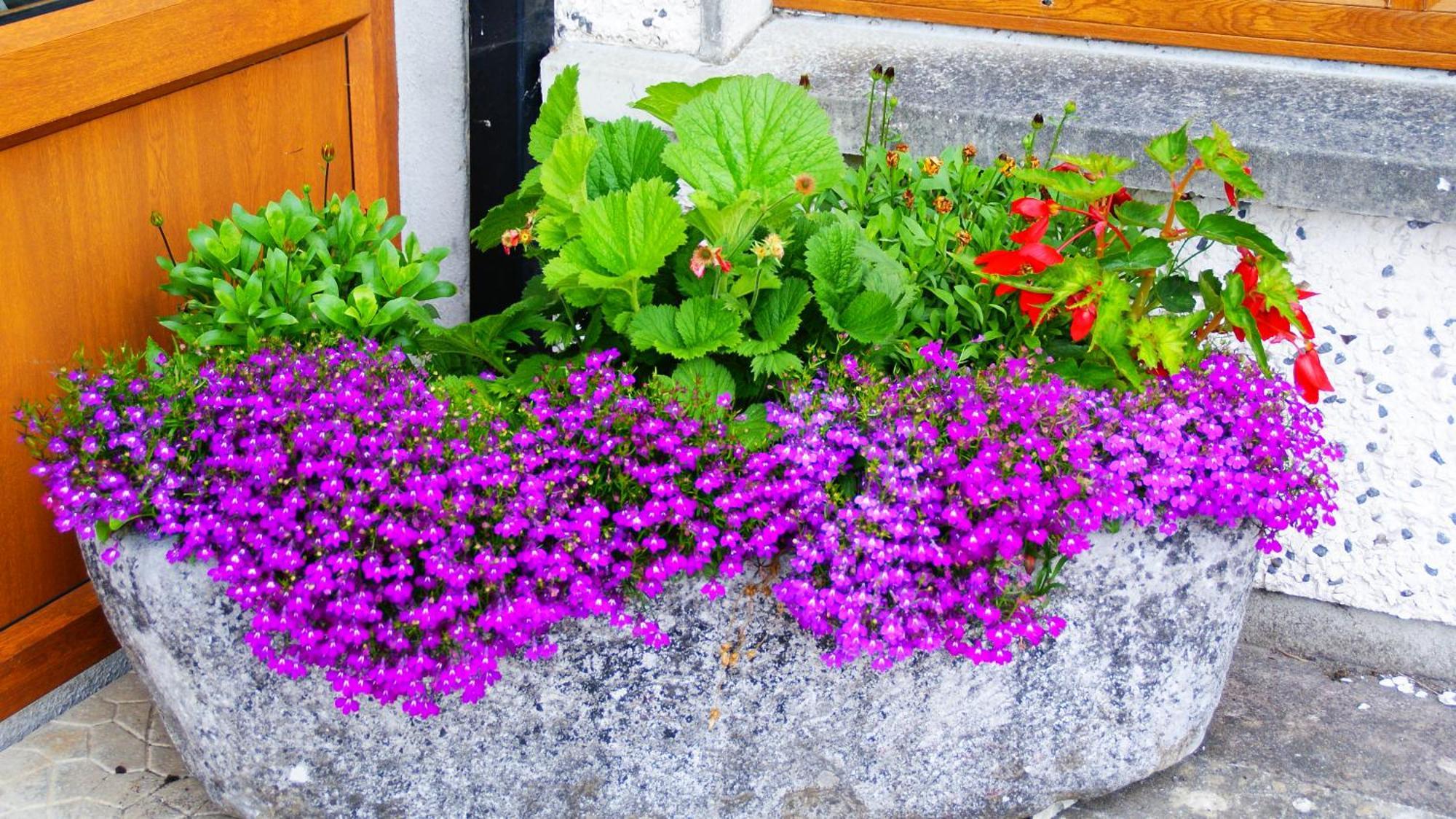 Rockville House B&B Cashel  Exterior foto